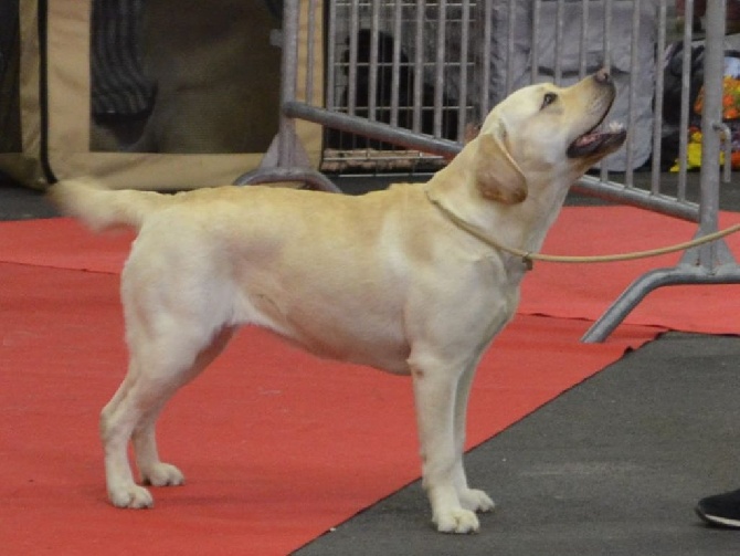 Des Tempêtes D'Iroise - 1ère Excellent + CACS - Exposition canine Angers 2014