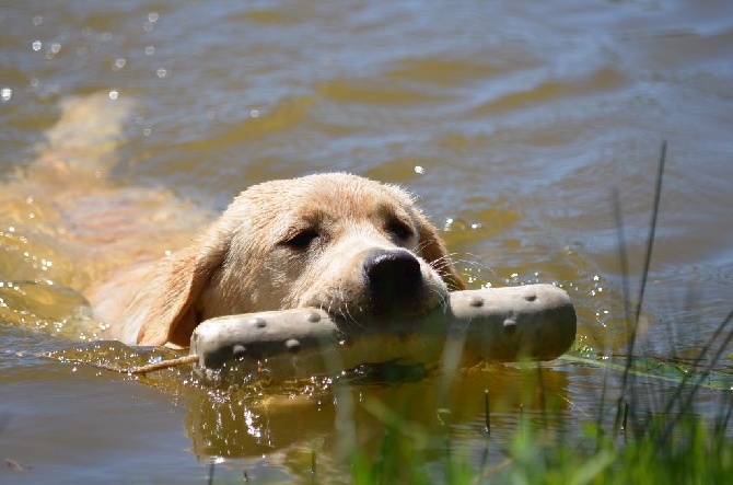 Des Tempêtes D'Iroise - Premier rapport à l'eau pour Jolly !