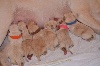  - Naissance de 6 chiots !