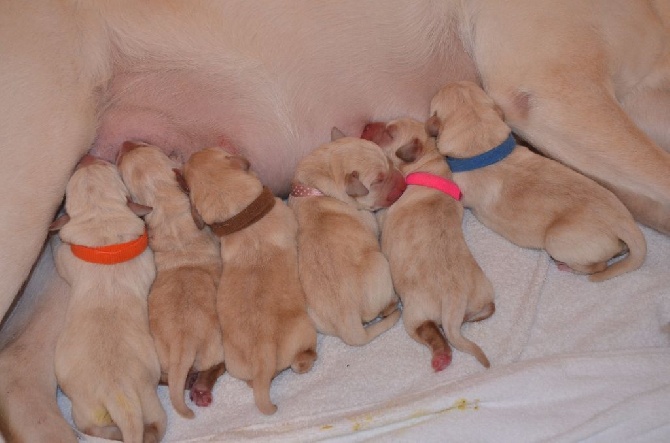 Naissance de 6 chiots !